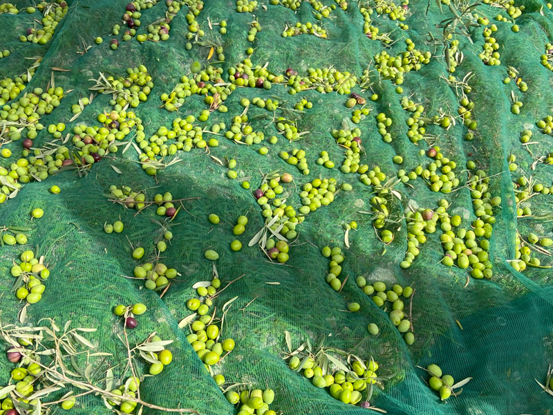 Olio extravergine d'oliva bio